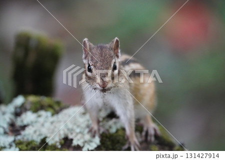 苔を食べる可愛いシマリス 131427914