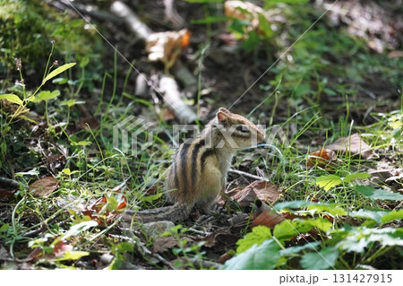 耳をピンと立てて、可愛いシマリス 131427915