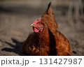 A close-up of a brown chicken lying on the ground looking at the camera. Its feathers shimmer in the sunlight. 131427987