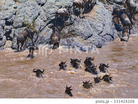 泥水の川を渡り、切り立った岩壁をよじ登るヌーの大群 131428108
