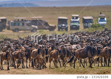 マサイマラのサバンナでサファリカーの前に集まるヌーの大群 131428109