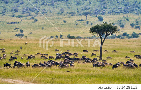 マサイマラの草原を埋め尽くすヌーの群れと立ち木 131428113