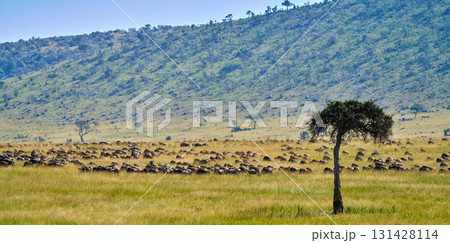 マサイマラの丘陵地に集まるヌーの大群と一本の木 131428114