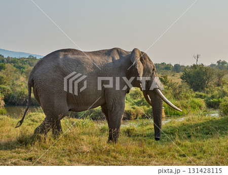 大きな牙を持つアフリカゾウの横姿（マサイマラ） 131428115