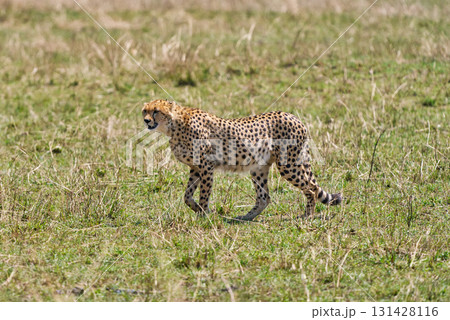 マサイマラの草原を歩くチーターの姿 131428116
