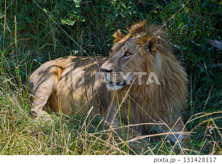 草むらの中で休息する雄ライオン（マサイマラ） 131428117