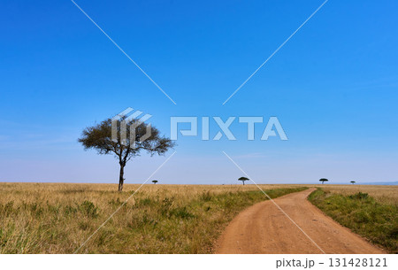 マサイマラのサバンナを横切る赤土の道と孤立した木 131428121