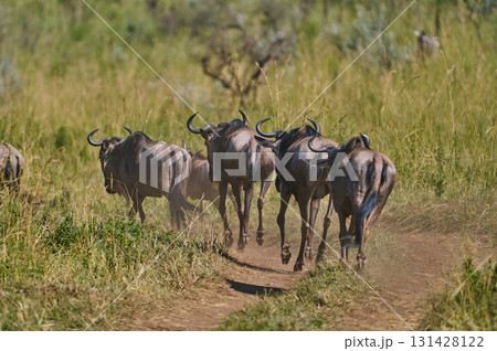 土煙を上げて駆けるヌーの群れ(マサイマラ) 土煙を上げて駆けるヌーの群れ(マサイマラ) 131428122