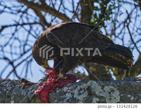 獲物を捕らえ木の上で肉を食べるワシ（マサイマラ） 131428126