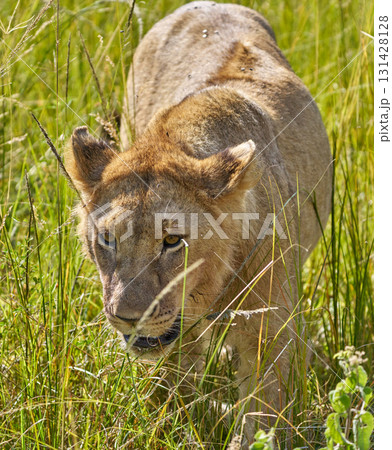 草むらの中を狙うように進むライオン（マサイマラ） 131428128