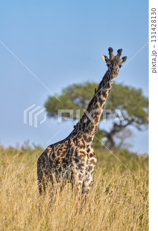 サバンナに佇むキリンの姿（マサイマラ） 131428130