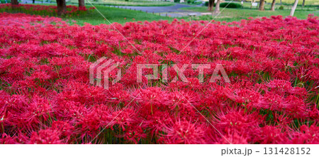 満開の赤いヒガンバナの群生 131428152