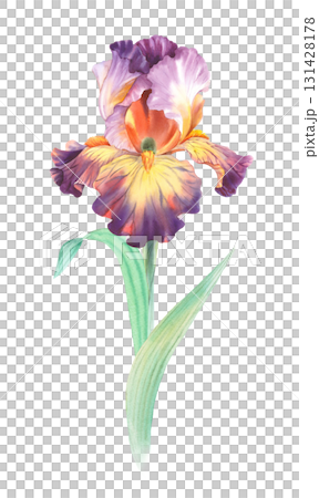 Iris. Watercolor handmade illustration. For packaging design, cards, cover, prints, product labels and fabric. Iris. Watercolor handmade illustration. For packaging design, cards, cover, prints, product labels and fabric. 131428178