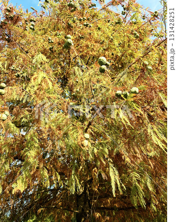 紅葉したメタセコイア 131428251