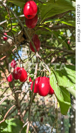 Fresh Cornelian Cherry Fruits in Sunlight 131428719