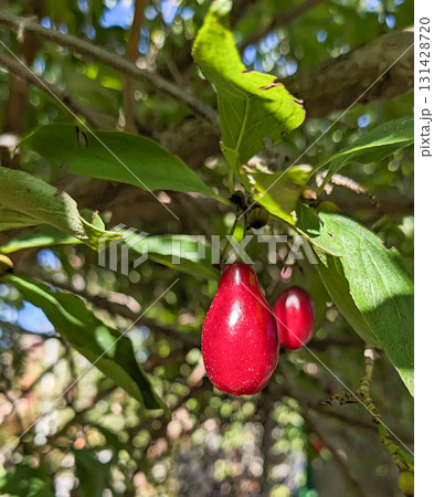 Fresh Cornelian Cherry Fruits in Sunlight 131428720