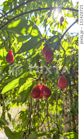 Ripe Cornelian Cherries, dogwood, on Tree Branches Ripe Cornelian Cherries, dogwood, on Tree Branches 131428725
