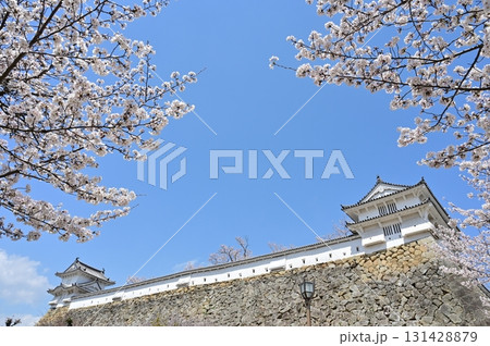 西の丸カの櫓とソメイヨシノ（姫路城） 131428879