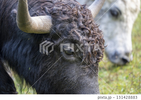 Detail of Yak cow tibet nepal mammal 131428883