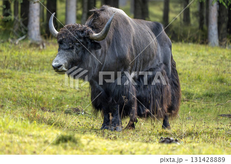 Big bull Yak cow tibet nepal mammal Big bull Yak cow tibet nepal mammal 131428889