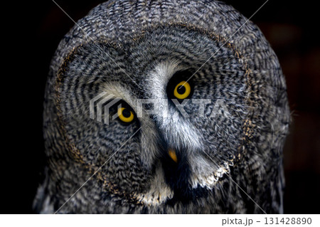Great Gray Owl strix nebulosa close up portrait isolated on black background Great Gray Owl strix nebulosa close up portrait isolated on black background 131428890