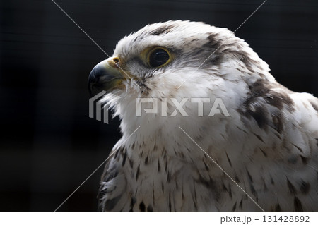 Falco Cherrug falcon bird of prey close up portrait on black background Falco Cherrug falcon bird of prey close up portrait on black background 131428892