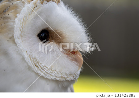 Tyto Alba night owl close up portrait Tyto Alba night owl close up portrait 131428895