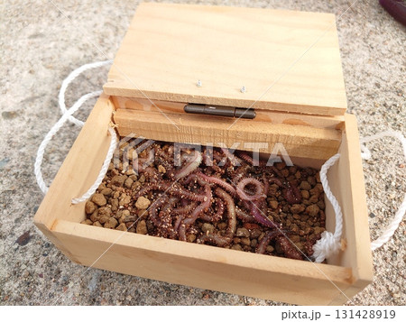 餌箱の石ゴカイ 131428919