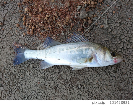 釣り上げたスズキ 131428921