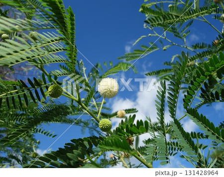 ギンネムの花 131428964