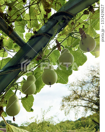 吊るされたヒョウタン 吊るされたヒョウタン 131429027