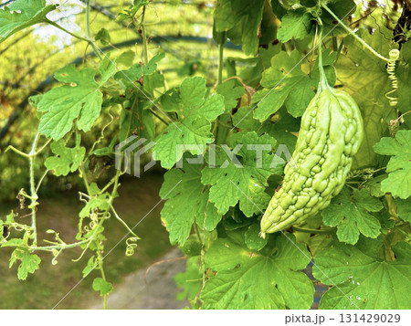 畑で実ゴーヤ 畑で実ゴーヤ 131429029