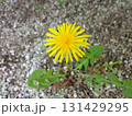 黄色いタンポポ 黄色いタンポポ 131429295