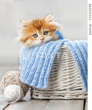 Cute kitten with a bow in a basket with balls of yarn Cute kitten with a bow in a basket with balls of yarn 131429299