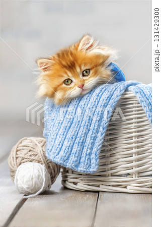 Cute kitten with a bow in a basket with balls of yarn 131429300