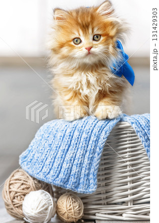 Cute kitten with a bow in a basket with balls of yarn 131429303