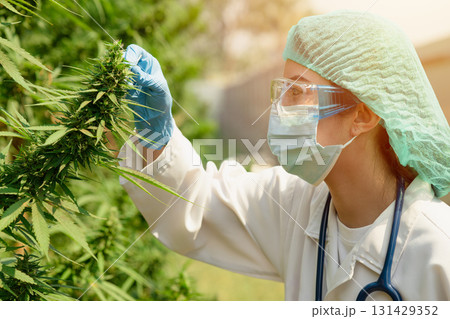 Plant scientist working in Sativa Cannabis agriculture farm for research hemp to use in hospital sleep and cancer medications treatment Plant scientist working in Sativa Cannabis agriculture farm for research hemp to use in hospital sleep and cancer medications treatment 131429352