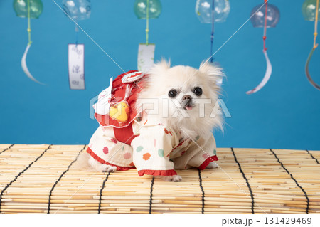 ブルーバックと風鈴と浴衣を着たチワワ 131429469