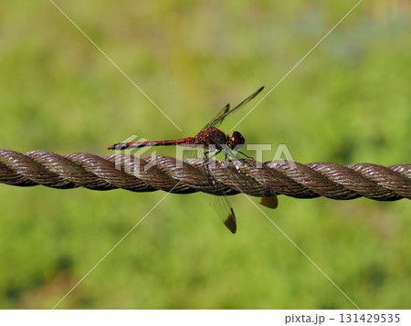 ノシメトンボ（熨斗目蜻蛉） 131429535