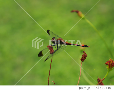 ノシメトンボ（熨斗目蜻蛉） 131429540