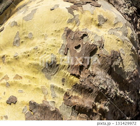 Platan, Platane, Platanus sycamore, plane tree trunk symbol. Texture made of Platan, Platane, sycamore, plane tree bark. Beautiful Platan tree trunk background. Conceptual image. Peaceful nature. Platan, Platane, Platanus sycamore, plane tree trunk symbol. Texture made of Platan, Platane, sycamore, plane tree bark. Beautiful Platan tree trunk background. Conceptual image. Peaceful nature. 131429972