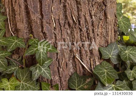 Olive tree bark pinaster trunk symbol. Texture made of olive tree bark . Beautiful olive tree bark trunk background. Greece, Conceptual image. Peaceful nature. 131430030