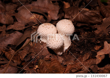 Three Fungus prickly puffballs among dry leaves. Three Fungus prickly puffballs among dry leaves. 131430067