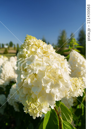 Blooming white hydrangea against the blue sky. Blooming white hydrangea against the blue sky. 131430068