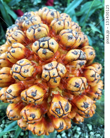 アダンのクローズアップ アダンのクローズアップ 131430125