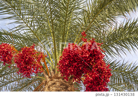 palm fruits palm fruits 131430138
