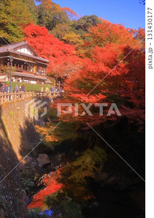 明治の森箕面国定公園（大阪府箕面市）の紅葉 131430177