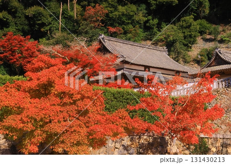 明治の森箕面国定公園（大阪府箕面市）の紅葉＜瑞雲閣　客殿＞ 131430213