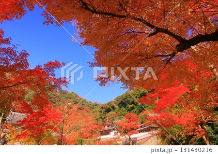 明治の森箕面国定公園（大阪府箕面市）の紅葉＜瑞雲閣　客殿＞ 131430216