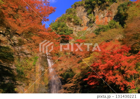 明治の森箕面国定公園(大阪府箕面市)の紅葉<箕面の滝> 明治の森箕面国定公園(大阪府箕面市)の紅葉<箕面の滝> 131430221